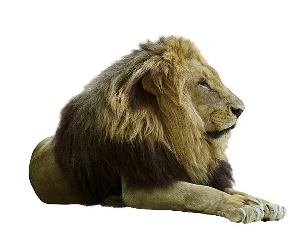 istock Adult lion. Isolated  on white 505369425