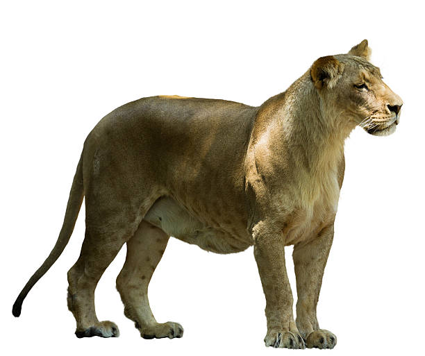 istock African female lion 505369427