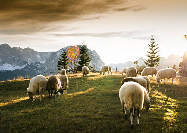 istock Flock of sheep grazing 505369882