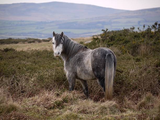 istock wild pony on a moor looking at camera 505370243
