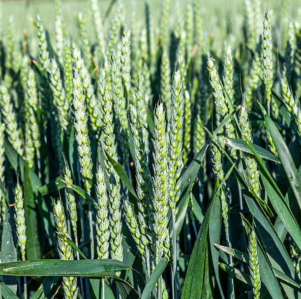 istock field of corn for the harvest 505370463