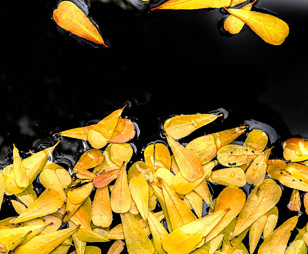istock yellow dried leaf on water background 505370503