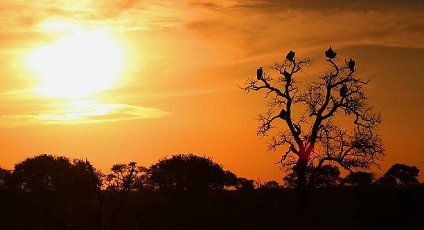 istock African Vultures in tree at sunset. Kruger National Park. 505370820