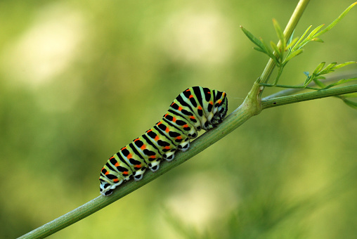 Caterpillar butterfly swallowtail on a plant stem in a meadow