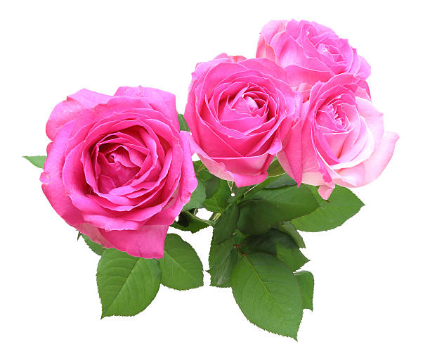 istock Bouquet of roses with leaves 505370968