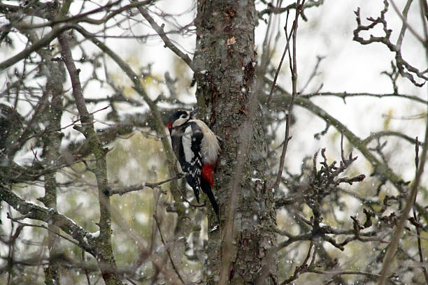 Great spotted woodpecker in a snowstorm A great spotted woodpecker (Dendrocopos major) hang on a treetrunk during a snowstorm. dendrocopos major great spotted woodpecker in the snow stock pictures, royalty-free photos & images