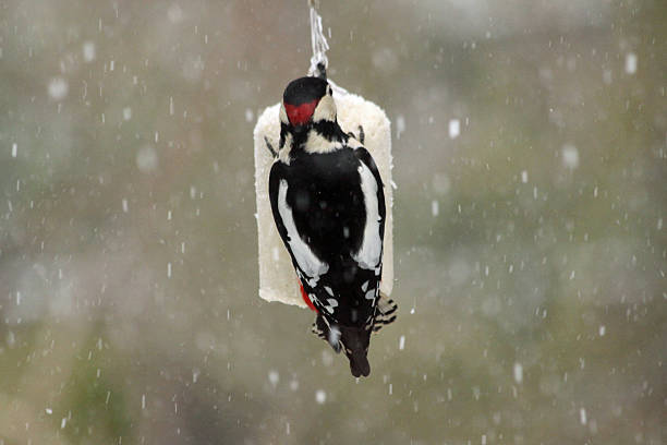 Feeding garden birds in winter: great spotted woodpecker A great spotted woodpecker (Dendrocopos major), seen at the back, is hanging on a bird cake, or fat ball, while snow is falling. dendrocopos major great spotted woodpecker in the snow stock pictures, royalty-free photos & images