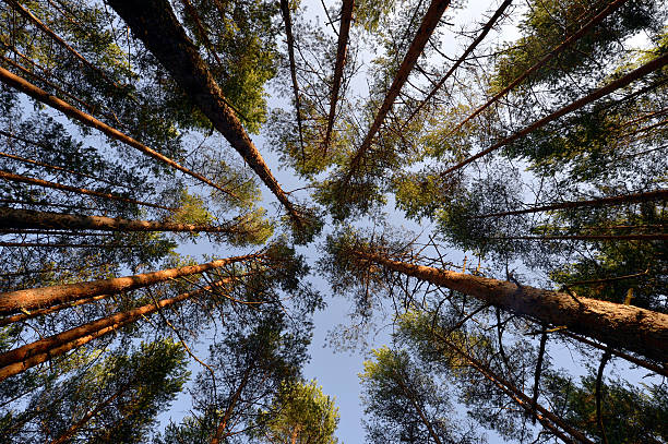 abertura de céu azul entre árvores de pinho - pine sunset night sunlight imagens e fotografias de stock