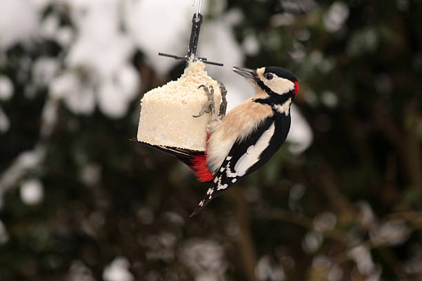 Feeding garden birds in winter: great spotted woodpecker A great spotted woodpecker (Dendrocopos major) is hanging on a bird cake or fat ball; snow is visible in the background dendrocopos major great spotted woodpecker in the snow stock pictures, royalty-free photos & images