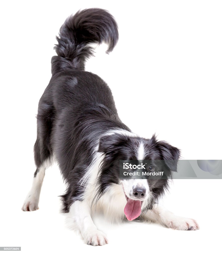 Playful Border Collie Cute male dog border collie. The dog black and white color pattern is posing fun leaning forward. Studio shooting on a white background Dog Stock Photo