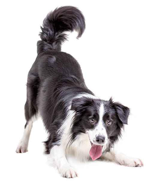 Cute male dog border collie. The dog black and white color pattern is posing fun leaning forward. Studio shooting on a white background