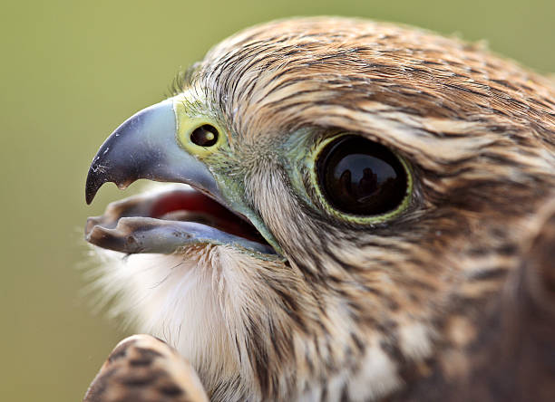 istock Close up of young Merlin in scenic Saskatchewan 505372667