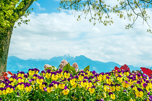 Pansies at the Chiemsee Alps in the background with bright sun