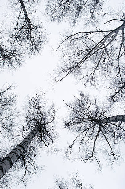 istock Naked tops of trees vertical 505374168