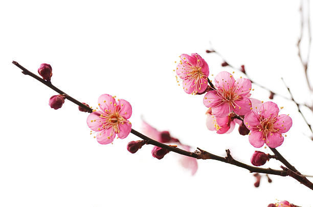 flor de ameixa - blossom tree flower pink imagens e fotografias de stock