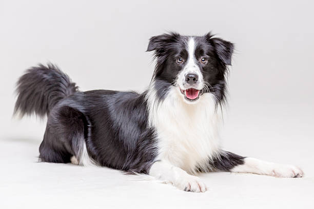 Lying Dog Cute male dog border collie. The dog with black and white color pattern is lying down looking at the camera. Studio shooting on a white background border collie stock pictures, royalty-free photos & images