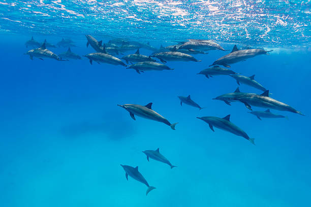 Team of spinner dolphins