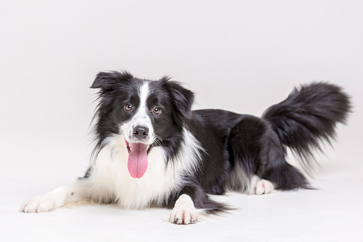 Cute male dog border collie. The dog with black and white color pattern is lying sticking his tongue. Studio shooting on a white background