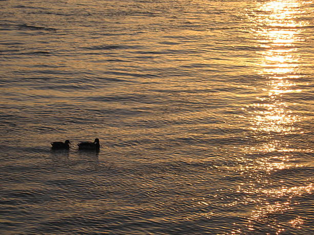istock Ducks at sunset in golden river 505378362