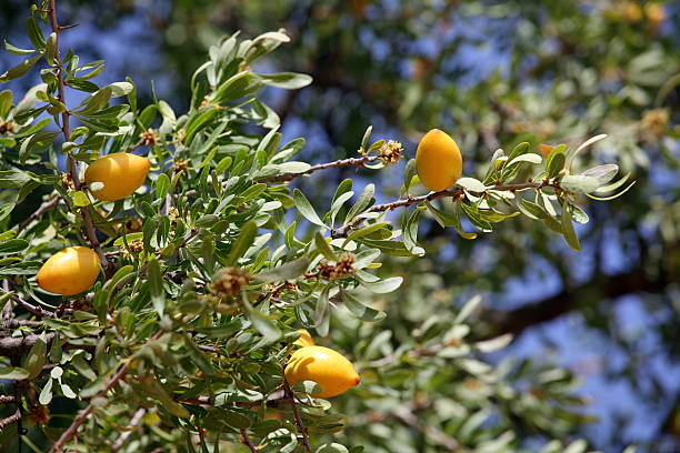 istock Fruits of Argan tree 505378374