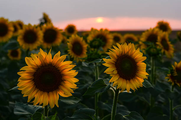 istock Sunflowers field landscape 505393057
