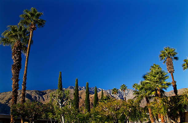 istock Fan Palms Trees Palm Springs California 505393863