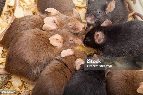 Group Of Mouses Stock Photo - Download Image Now - Animal, Brown, Close-up