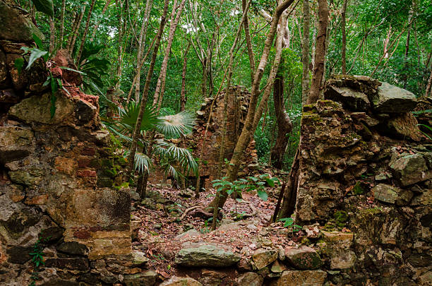 istock Sugar Plantation Ruins in Jungle 505396001