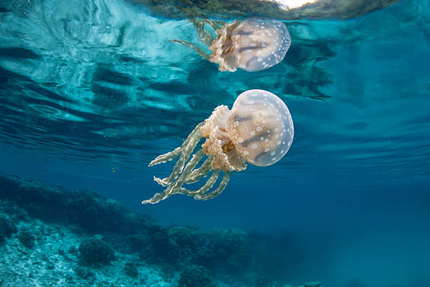 istock Jellyfish in Lagoon 505396277