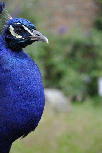 Peacock looking proud, Devon UK