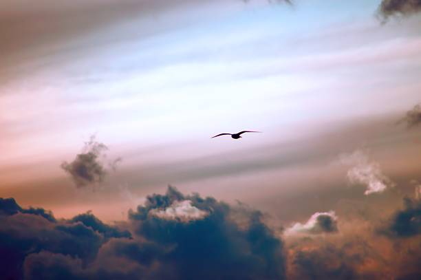 istock Bird flying over the pink sunset sky 505396419