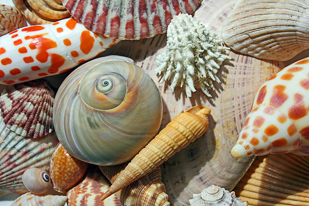 Seashells by the Seashore stock photo