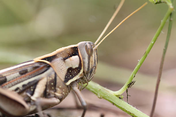 istock Macro of brown grasshopper perched on leaf. 505397409