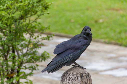 Crow in the temple