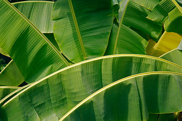 Banana palm leaves