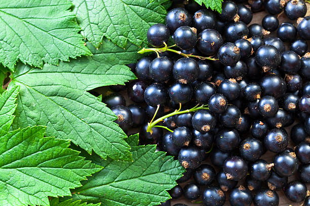 istock black currant, ripe berries and green leaves 505397964