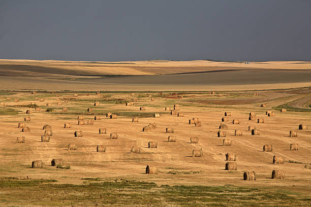 istock Straw bales and storm clouds in scenic Saskatchewan 505398023