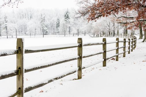 A winter scene of  a wooden fence lined with trees all covered with snow next to a field.  The trees have the last remaining autumn leaves.