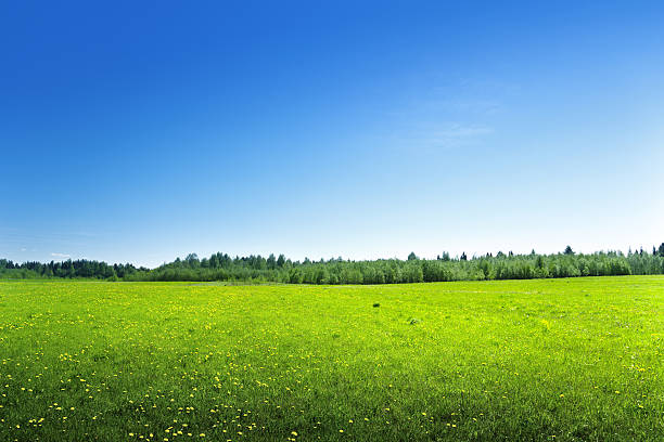 istock field of spring flowers 505399083