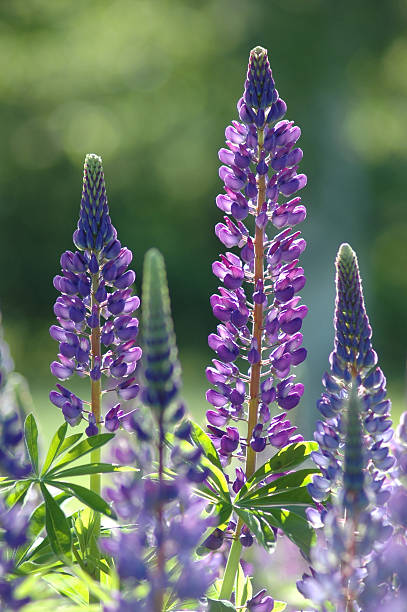 istock Purple Lupine flower 505399209