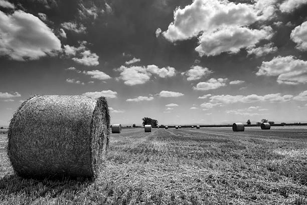 istock Rural landscape in Piedmont at summer 505399344