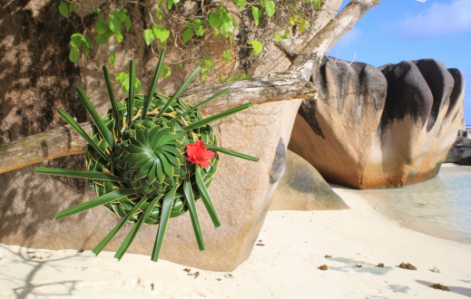 beautiful palmtree hat in Seychelles islands, Anse source d'argent, La Digue.
