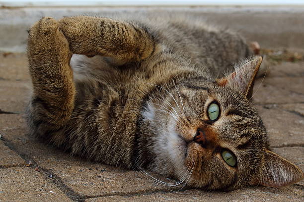 istock Cat lying on the pavement looking at the camera 505399987