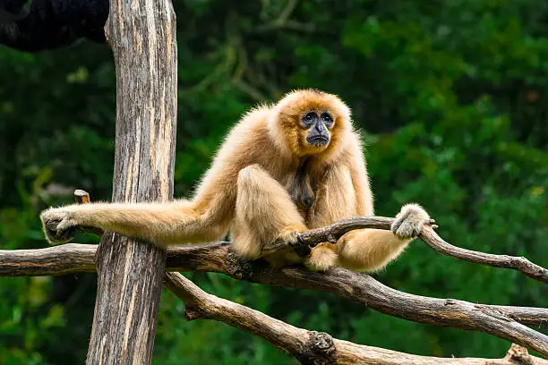 White-handed gibbon. Find more in 