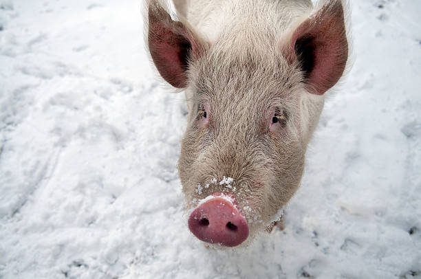 istock Pig in the snow 505400413