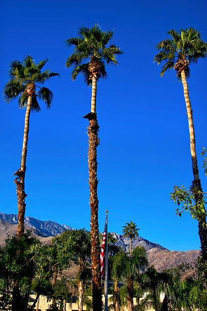 istock Fan Palms Trees American Flag Palm Springs California 505400511