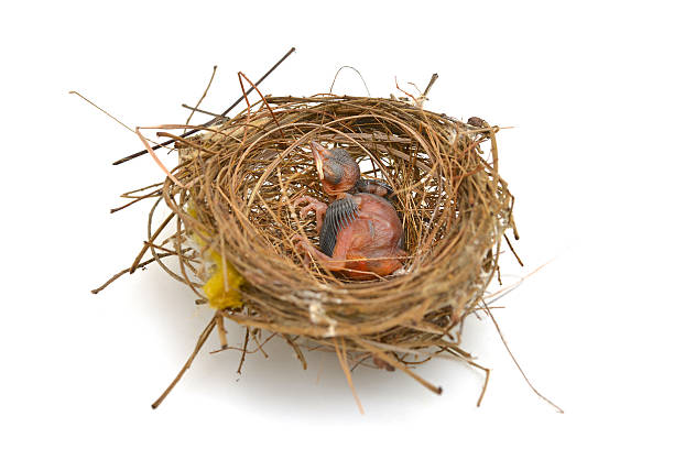 istock baby bird in a nest 505400709