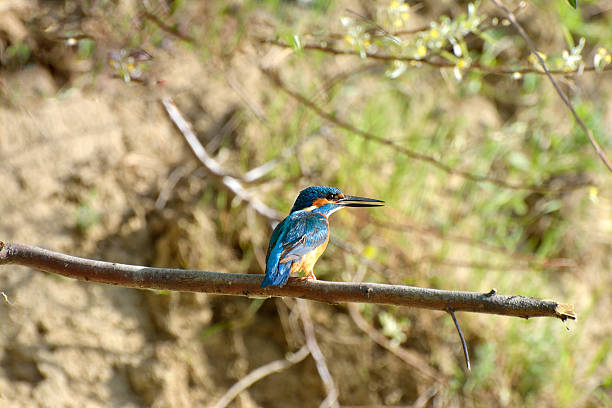 istock kingfisher in natural habitat (alcedo atthis) 505400848