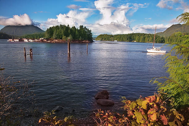 istock Morning wind on island Vancouver 505400941
