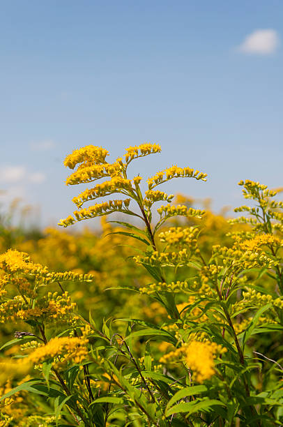 istock Solidago Gigantea Aiton 505401001